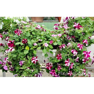 Hạt Giống Hoa Dạ Yến Thảo Sọc
