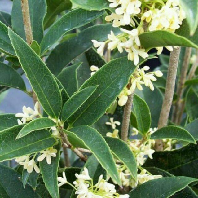 CÂY GIỐNG MỘC HƯƠNG