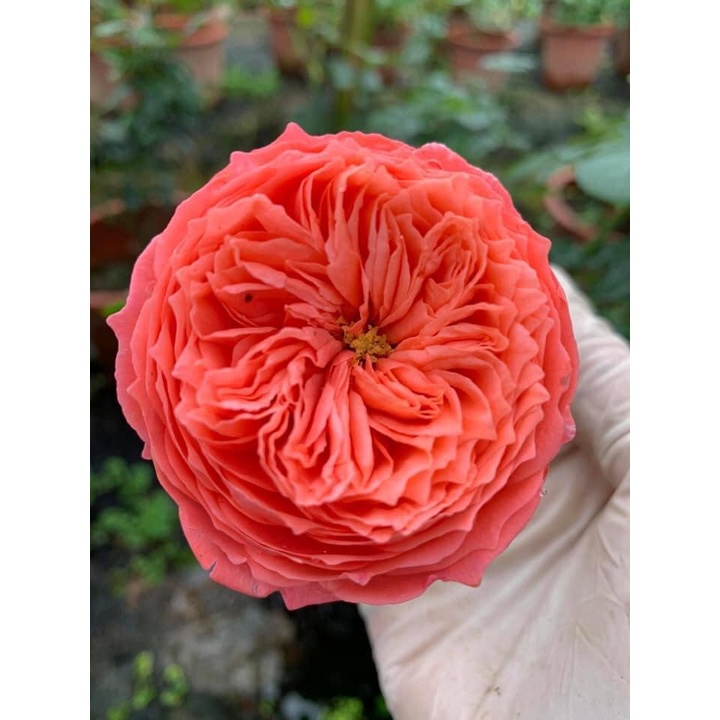 Hoa hồng thân gỗ Flamingo cam lửa siêu bền -Hoangoaimelinh