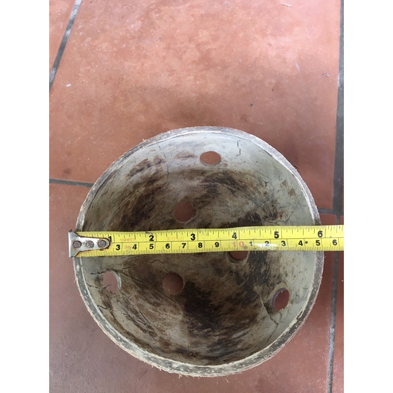 Chậu gáo dừa trồng lan loại to từ 15cm