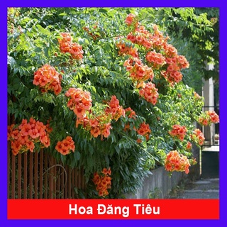 Cây hoa đăng tiêu - Cây cảnh sân vườn + tặng phân bón cho cây - caykiengsadec