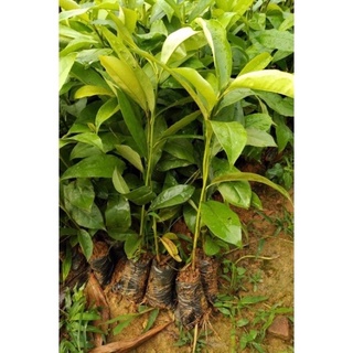 cây hoa lan tỏi(cây giống )