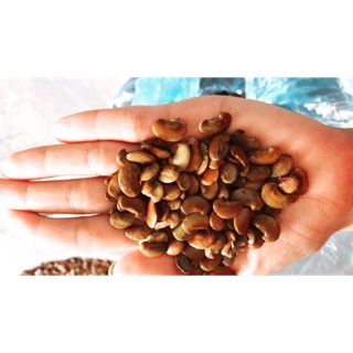 100 Hạt sưa đỏ giống