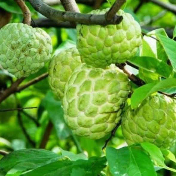 Cây giống na dai 19K/CÂY