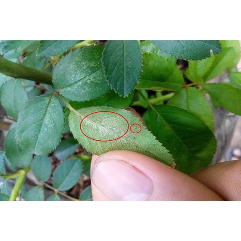 Thuốc trừ nhện Saromite 57EC trừ nhện đỏ, nhện gié, nhện lông nhung, các loại nhện đã kháng thuốc