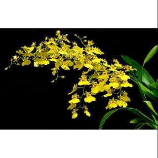Lan vũ nữ hàng thuần vườn nhà