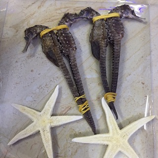 Cá ngựa nha trang