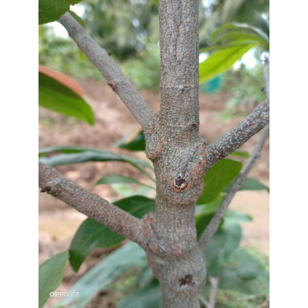 Keo Vua Tạo Xù Nu chuyên dùng để tạo Xù Cho Cây Mai Vàng