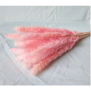 Cây lau khô decor, trang trí Vintage, hoa khô trang trí