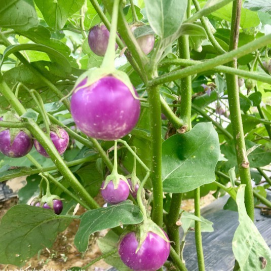 HẠT GIỐNG CÀ PHÁO TÍM F1 - GÓI 1 GRAM