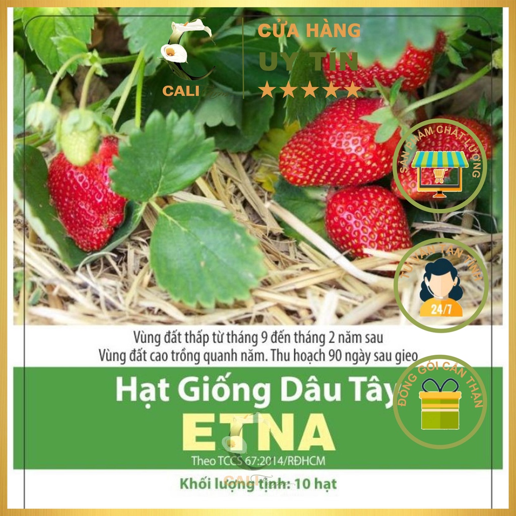 Hạt Giống Dâu Tây Etna Đỏ Siêu Trái, Thơm Ngon