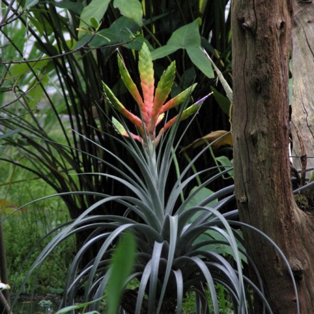 Cây không khí Tillandsia fasciculata