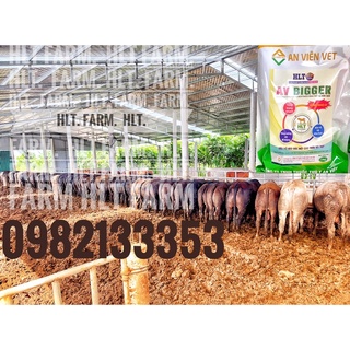 vỗ béo trâu bò dê siêu đặc biệt