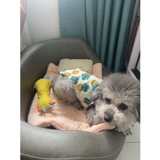 [Có sẵn] Áo hai dây hoa dành cho thú cưng