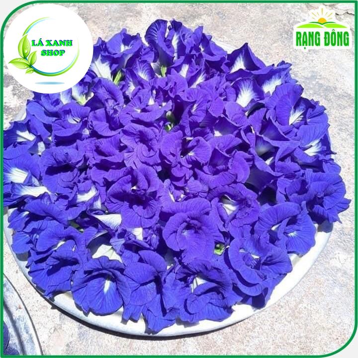 Hạt giống Hoa Đậu Biếc Chịu Hạn, Sinh Trưởng Tốt, Trồng Quanh Năm (gói 2 gr) - Hạt Giống Rạng Đông
