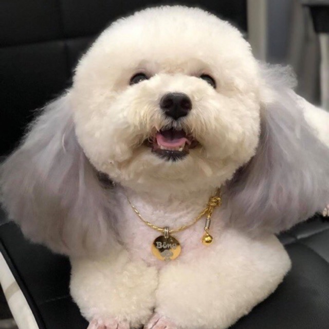 Bảng Tên Chó Mèo Tặng Kèm Chuông Gia Huy Pet Shop giahuypetshop