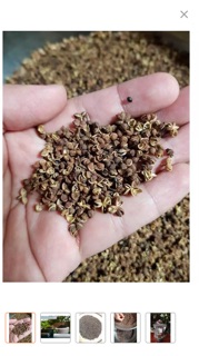 Hạt mắc khén 200g tặng 5 hạt dổi