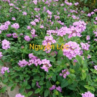 Bông ngủ sắc