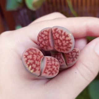 Sen mông đủ màu LITHOP ĐÁ SỐNG