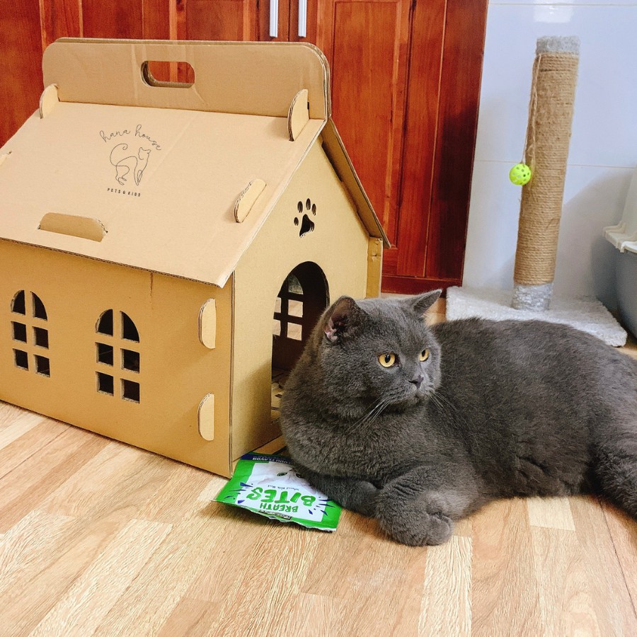 😽😽Nhà giấy carton cho mèo 🐈🐈 Nhà lắp ráp bằng giấy cho thú cưng 🐱