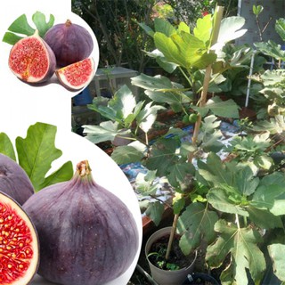 HẠT GIỐNG SUNG NGỌT MỸ - 1 gói