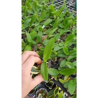 [Siêu Sale] nhạn thái 4n cây giống 12 tháng