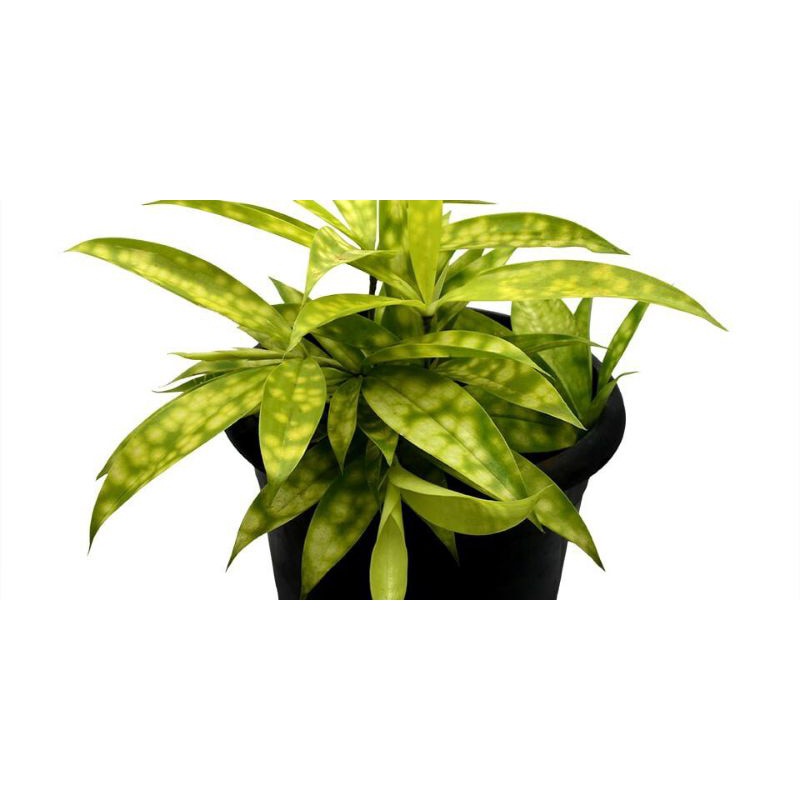 Trúc nữ hoàng.gửi cây hình cuối