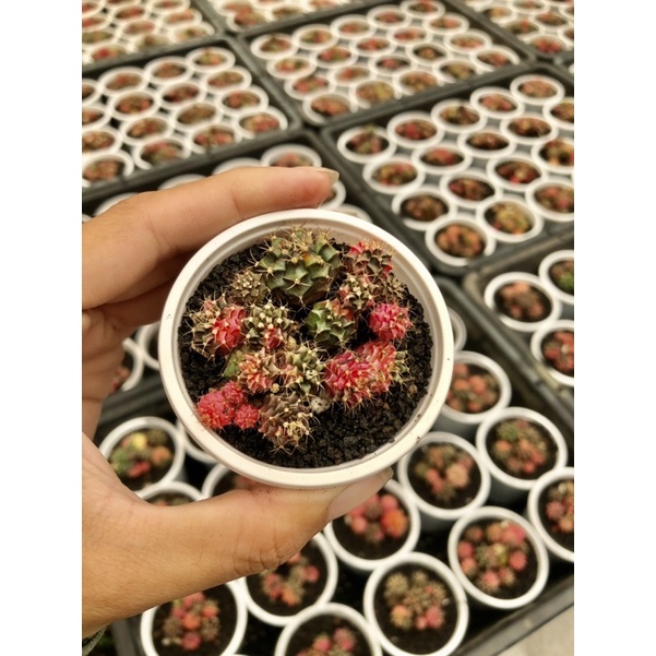 Xương rồng lem màu gieo hạt