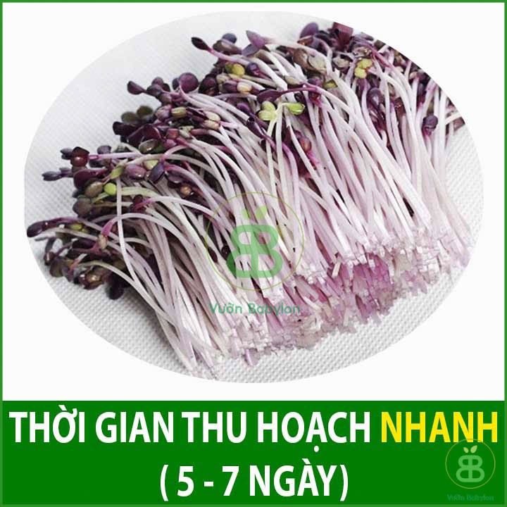 Hạt Giống Mầm Củ Cải Malady 30Gr - Hạt Giống Rau Mầm Củ Cải Đỏ Giòn Ngọt, Nhanh Thu Hoạch