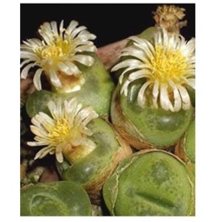 Cây conophytum maughanii màu xanh 0,7-0,8cm