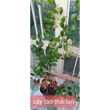 Chậu cây táo thái lan, bầu to, cây to đẹp, có trái.
