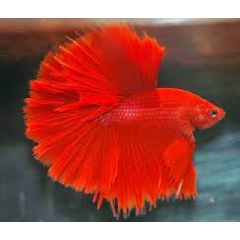 CHỈ SHIP MIỀN BẮC - Cá BETTA Halfmoon Super Red (1 Trống)