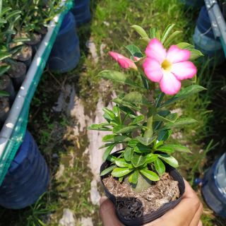 Hạt giống sứ Thái nguyên liệu