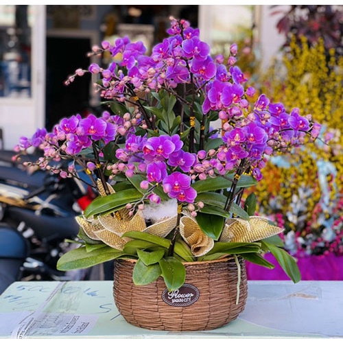 Giỏ cắm hoa, Giỏ ghép hoa lan hồ điệp