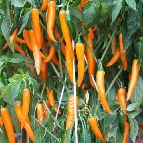 Hạt giống Ớt cam chỉ địa siêu cay nhập thái lan nguyên gói 0.5gr (~70 hạt) (Yellow Pepper)