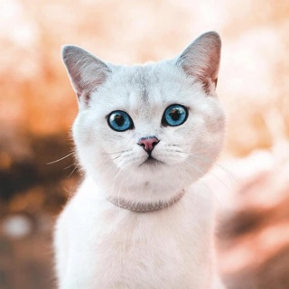 Thupet -Phụ Kiện Chó Mèo