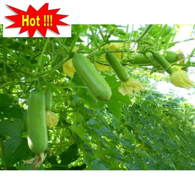 Hạt giống Bí đao lai