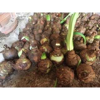 Củ lan Huệ Tây màu Hồng đào