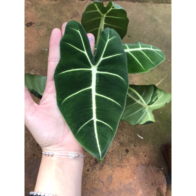Chậu cứng Môn nhung - Alocasia Frydek