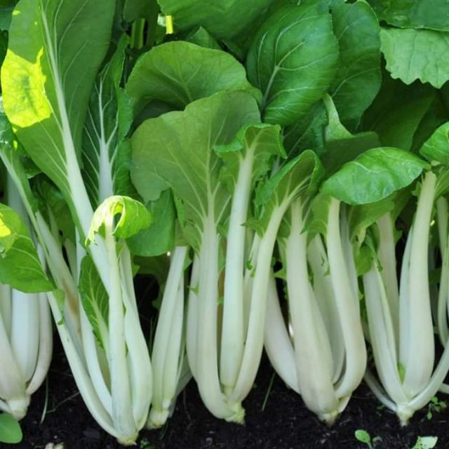 Hạt giống cải bẹ trắng Phú Nông
