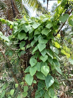 Cây sương sâm lông, sương sâm láng.