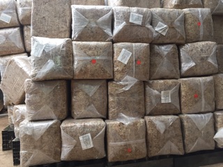 Dớn rêu mềm CHILE 350/1kg
