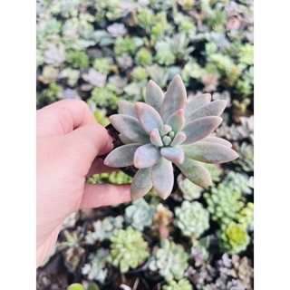 Sen đá pha lê size bầu 3-5 cm xuất vườn đà Lạt