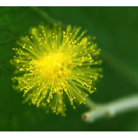 50 Hạt Giống Hoa Mimosa màu vàng tỉ lệ nảy mầm cao thích hợp khí hậu Việt Nam
