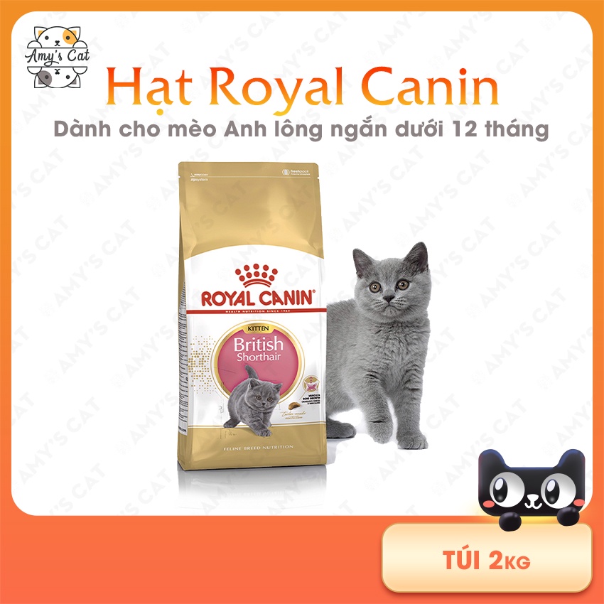 Thức ăn cho mèo Royal Canin British Shorthair Kitten dưới 12 tháng Túi 2kg - Thức ăn hạt cho mèo Anh lông ngắn