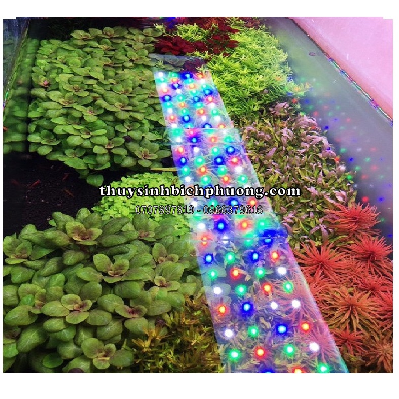 HỒNG BA TIÊU - CÂY CẮT CẮM HỒ THUỶ SINH TRUNG CẢNH DỄ CHĂM SÓC