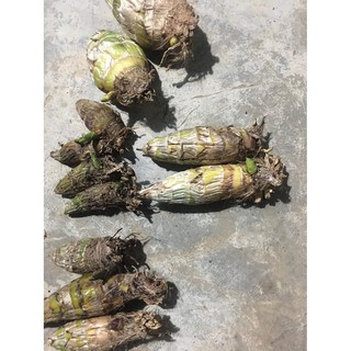 củ địa lan santo đã kích mầm hoa