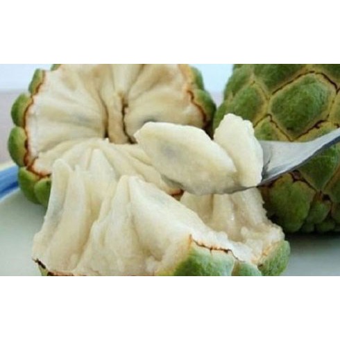 Cây giống na không hạt