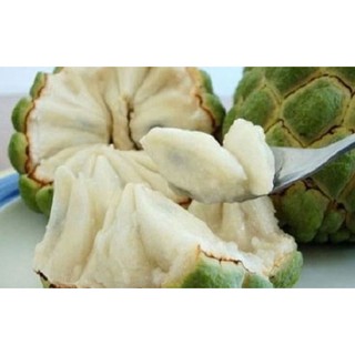 Cây giống na không hạt