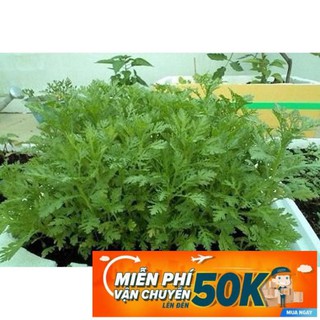 20g Hạt giống Rau Tần ô